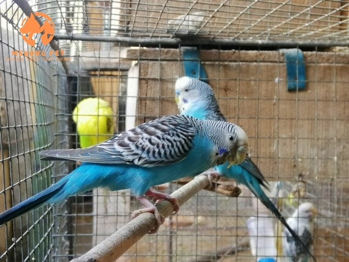 Mua Bán Vẹt Lovebird: Hướng Dẫn Chọn Lựa Và Chăm Sóc